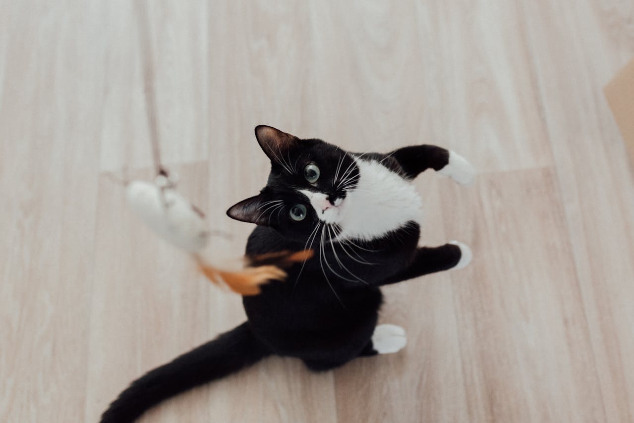 Pet relocation in Los Angeles