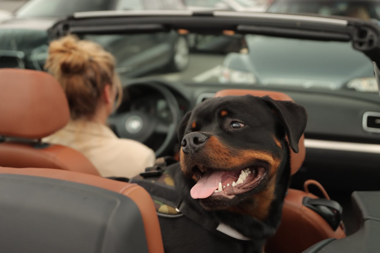 Los Angeles Pet Relocation