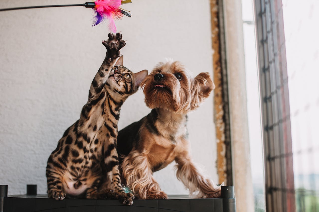 moving pets safely los angeles